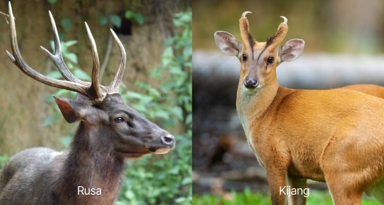 Perbedaan Kijang dan Rusa