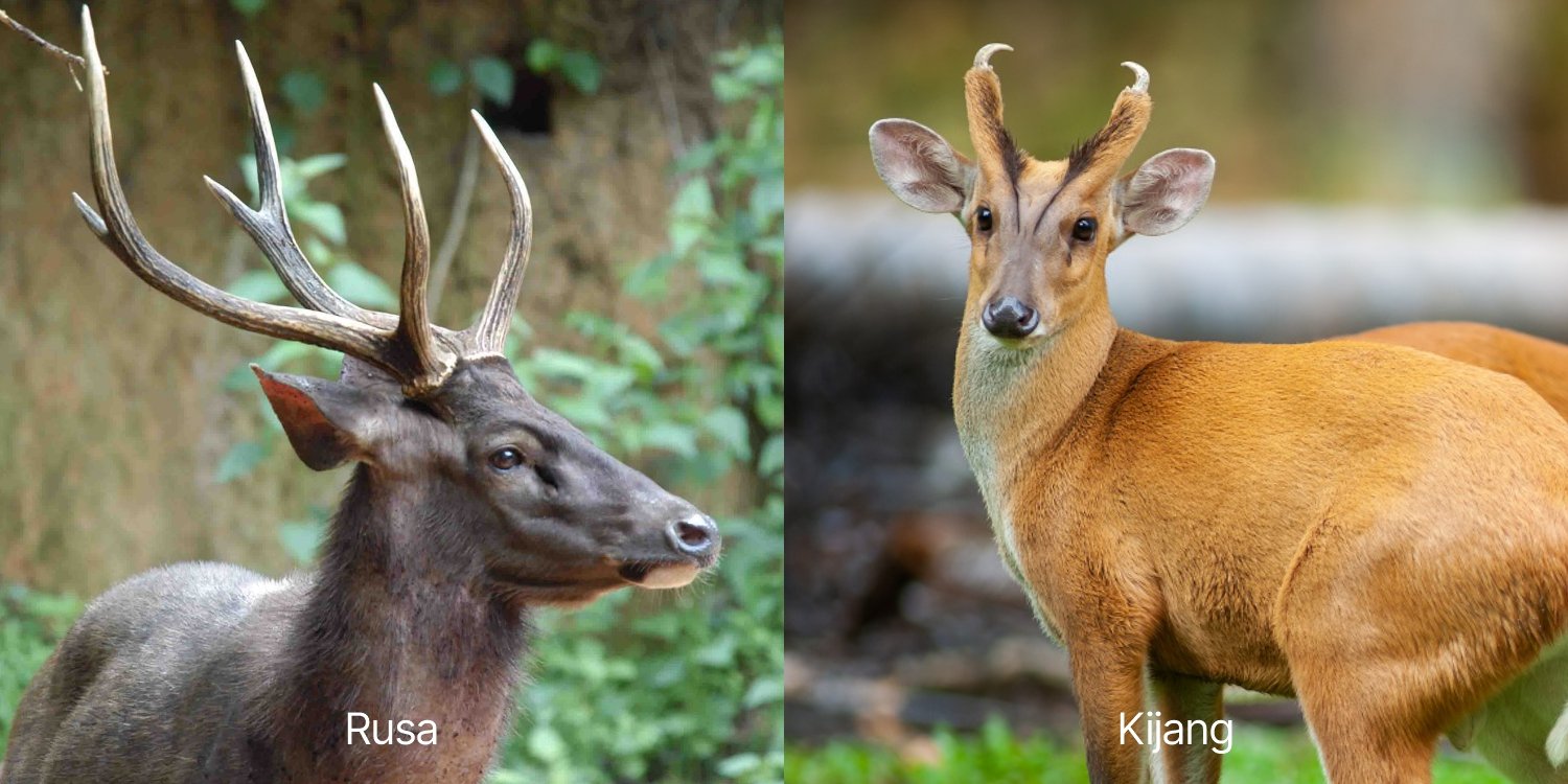 Perbedaan Kijang dan Rusa