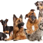 Perbedaan Ras Anjing