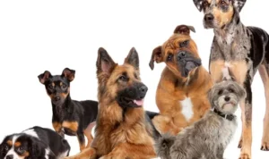 Perbedaan Ras Anjing