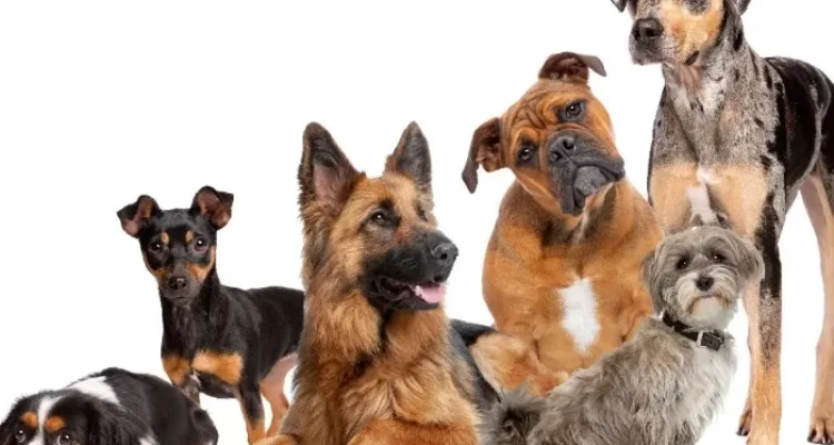 Perbedaan Ras Anjing