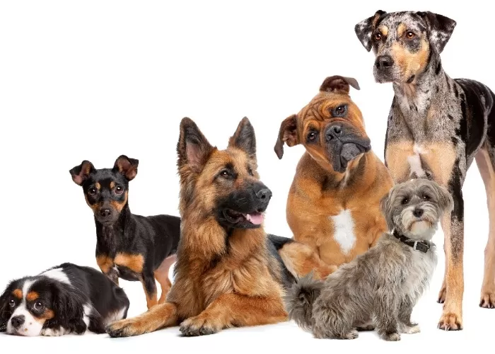 Perbedaan Ras Anjing