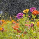 Rawat Tanaman Hias Hujan