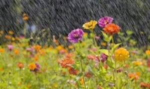 Rawat Tanaman Hias Hujan