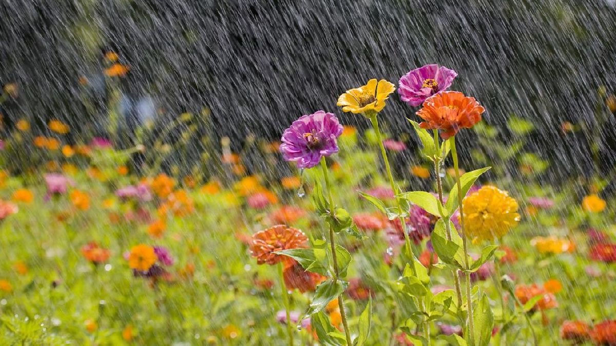 Rawat Tanaman Hias Hujan