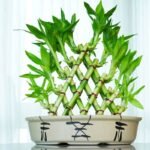 Tanaman Hias Pembawa Hoki