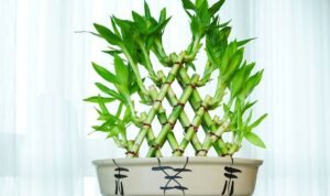 Tanaman Hias Pembawa Hoki