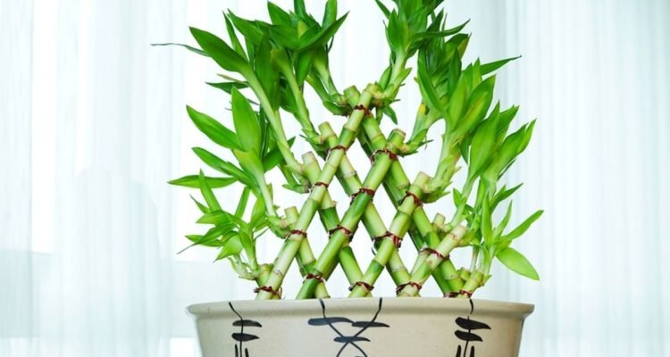 Tanaman Hias Pembawa Hoki