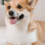 anjing menguping pembicaraan