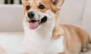 anjing menguping pembicaraan