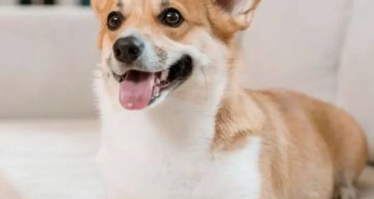 anjing menguping pembicaraan