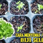 Bentuk Tanaman Biji