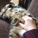 Hewan yang Mendengkur