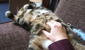 Hewan yang Mendengkur