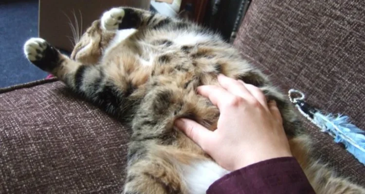 Hewan yang Mendengkur