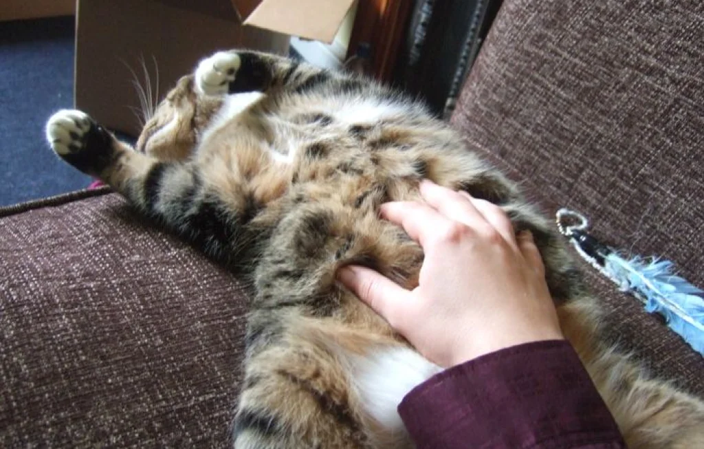 Hewan yang Mendengkur