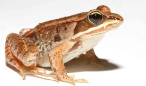 Katak Bernapas Lewat Kulit