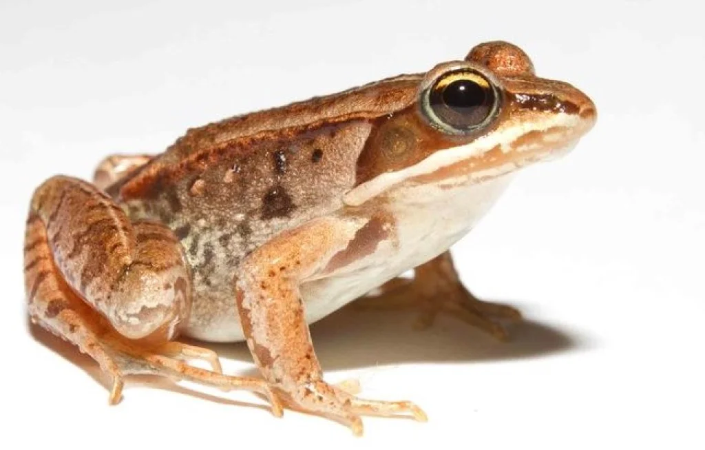 Katak Bernapas Lewat Kulit