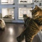 kucing main lempar tangkap