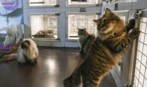 kucing main lempar tangkap