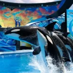 Paus Pembunuh Menawarkan Makanannya