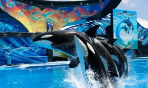 Paus Pembunuh Menawarkan Makanannya