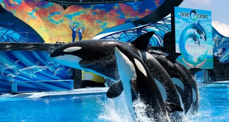 Paus Pembunuh Menawarkan Makanannya