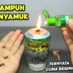 pewangi alami pengusir nyamuk