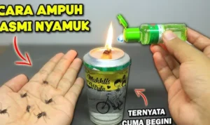 pewangi alami pengusir nyamuk pewangi alami pengusir nyamuk