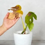 Tanaman Hias Cepat Mati