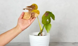 Tanaman Hias Cepat Mati