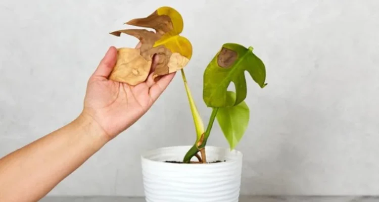 Tanaman Hias Cepat Mati