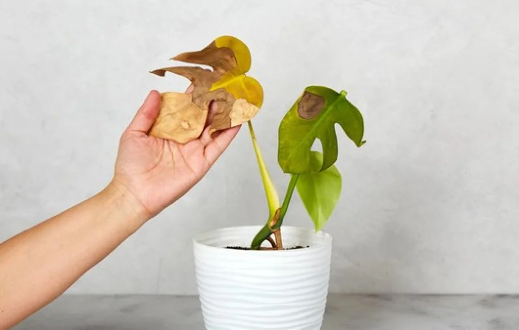 Tanaman Hias Cepat Mati