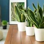 tanaman hias cepat tumbuh