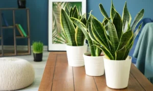 tanaman hias cepat tumbuh