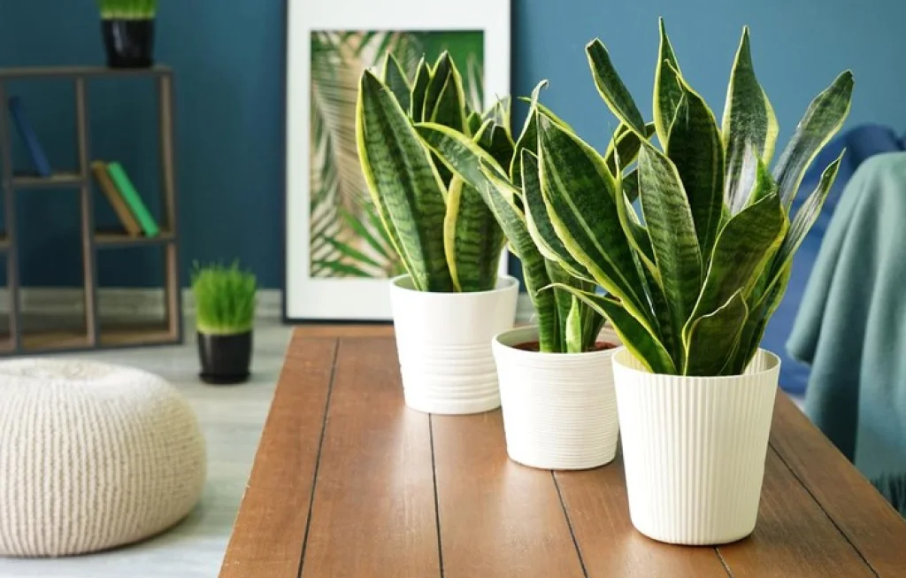 tanaman hias cepat tumbuh