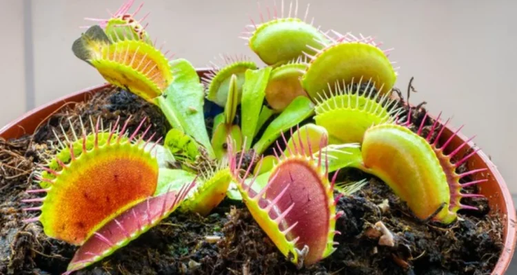 tanaman menghitung sampai 60