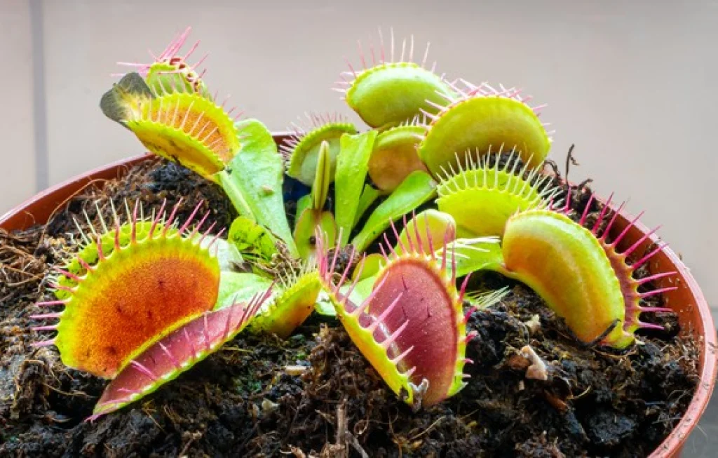 tanaman menghitung sampai 60