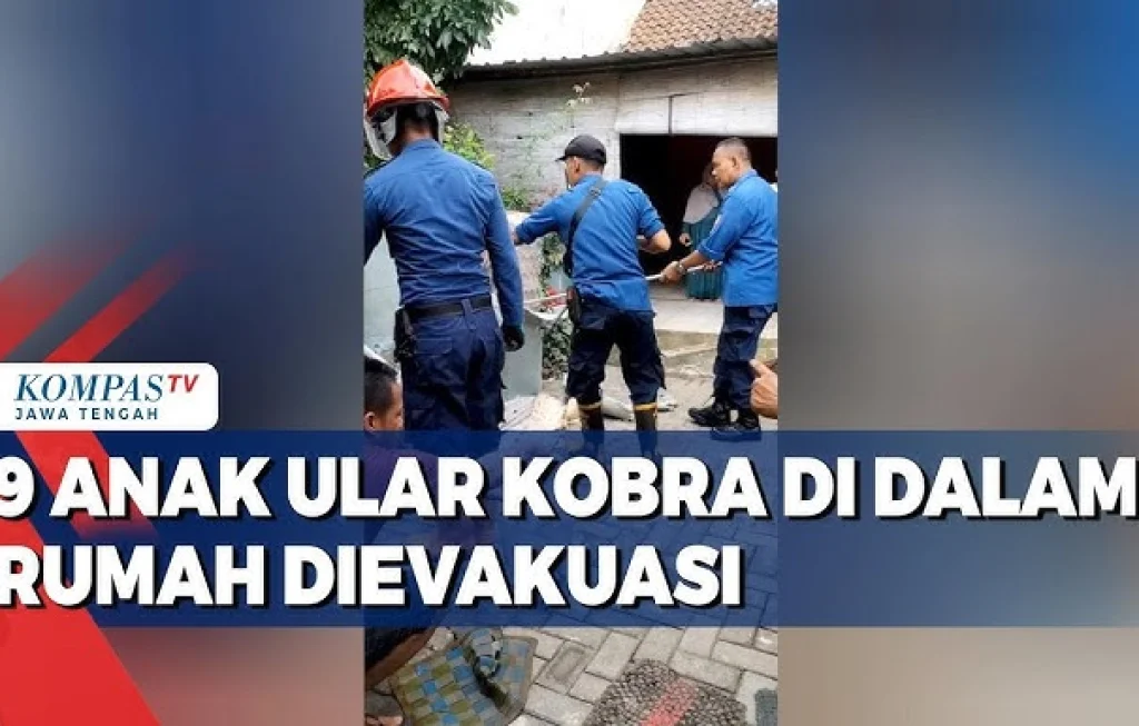 anak takut pada ular