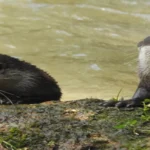 Berang-berang spesies kunci