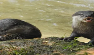 Berang-berang spesies kunci
