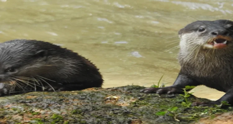 Berang-berang spesies kunci