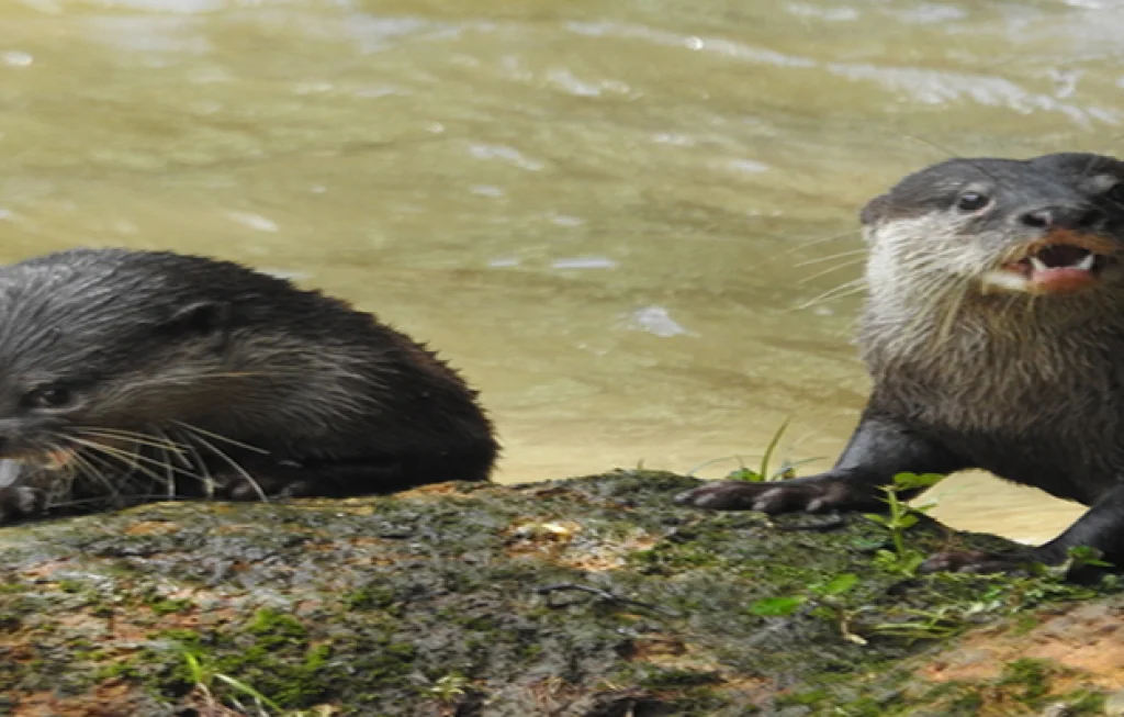 Berang-berang spesies kunci