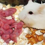 hamster makan anak
