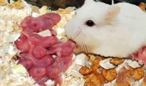 hamster makan anak