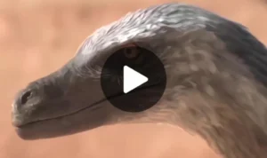 Microraptor menghadapi predator