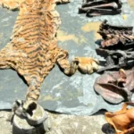 Perdagangan Satwa Liar