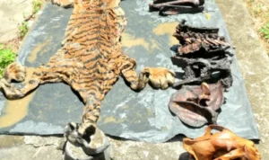 Perdagangan Satwa Liar