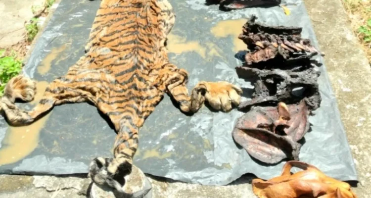 Perdagangan Satwa Liar