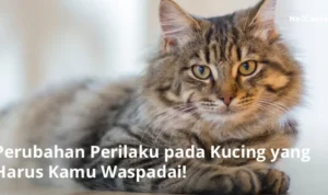 perubahan perilaku hewan